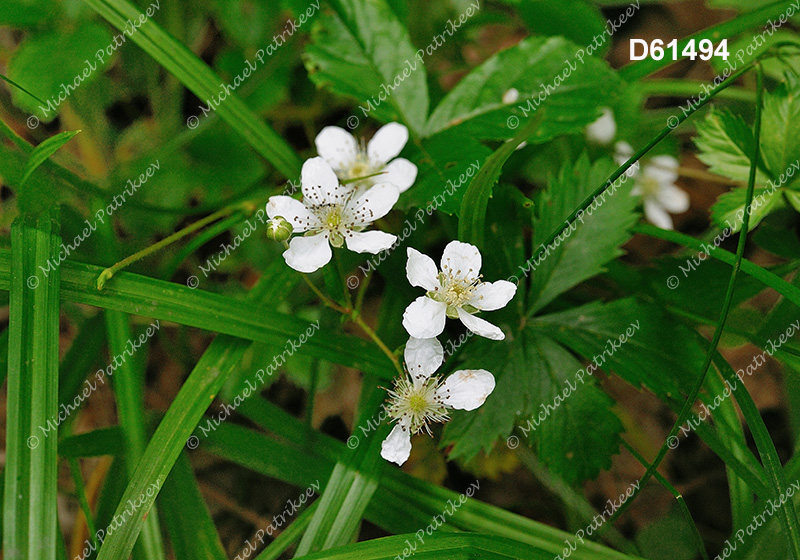 Northern Dewberry (Rubus flagellaris)